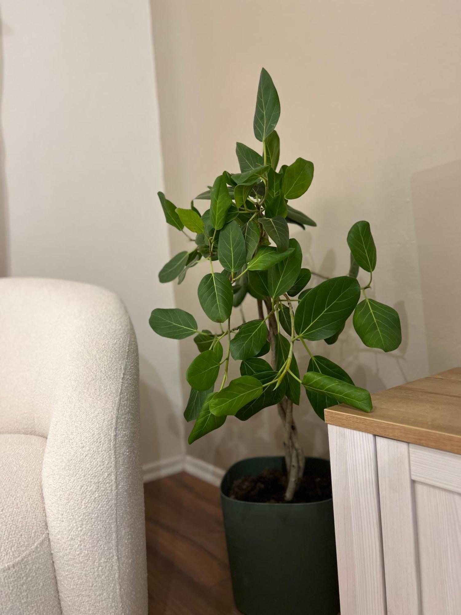 Boho Cane Apartment Tirana Eksteriør billede